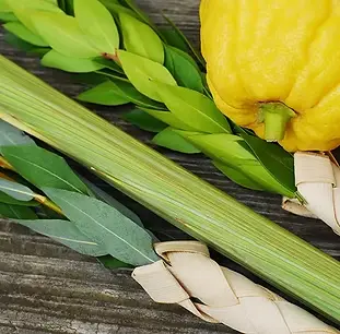 lulav web.jpg