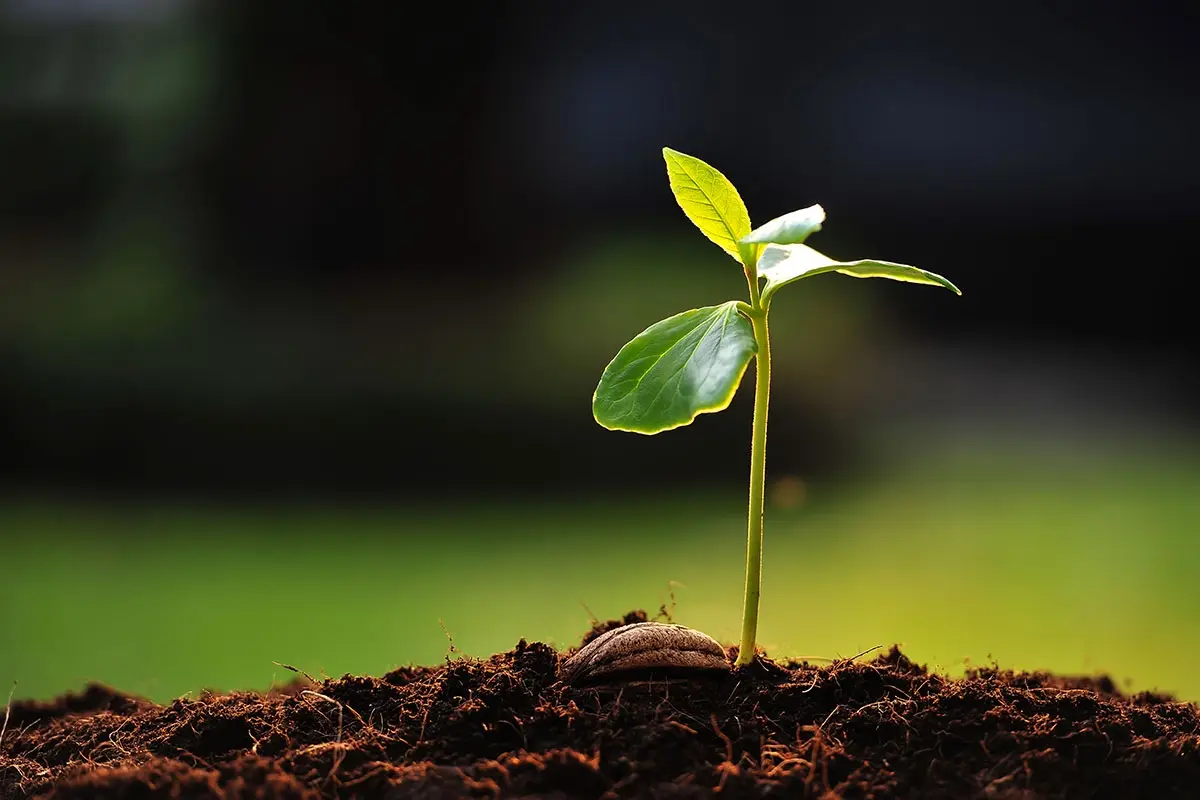 Le nouvel an des arbres Tou Bichevat