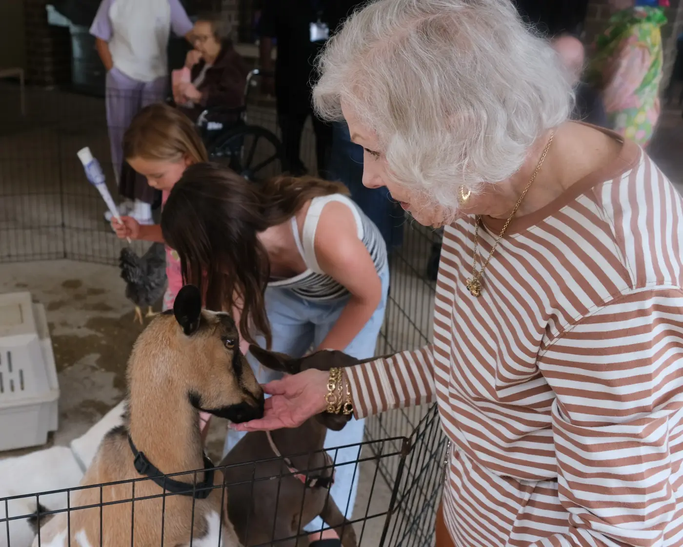 Ovation Family Festival: feeding goats