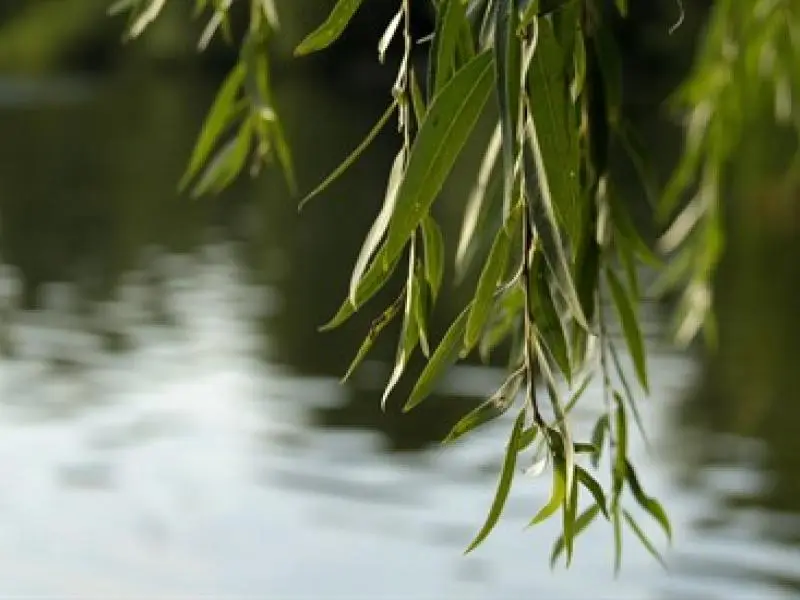 The Unpopular Willow - Sukkot 5783/2022