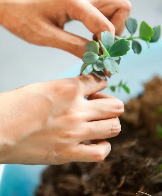 Transplanting Succulents