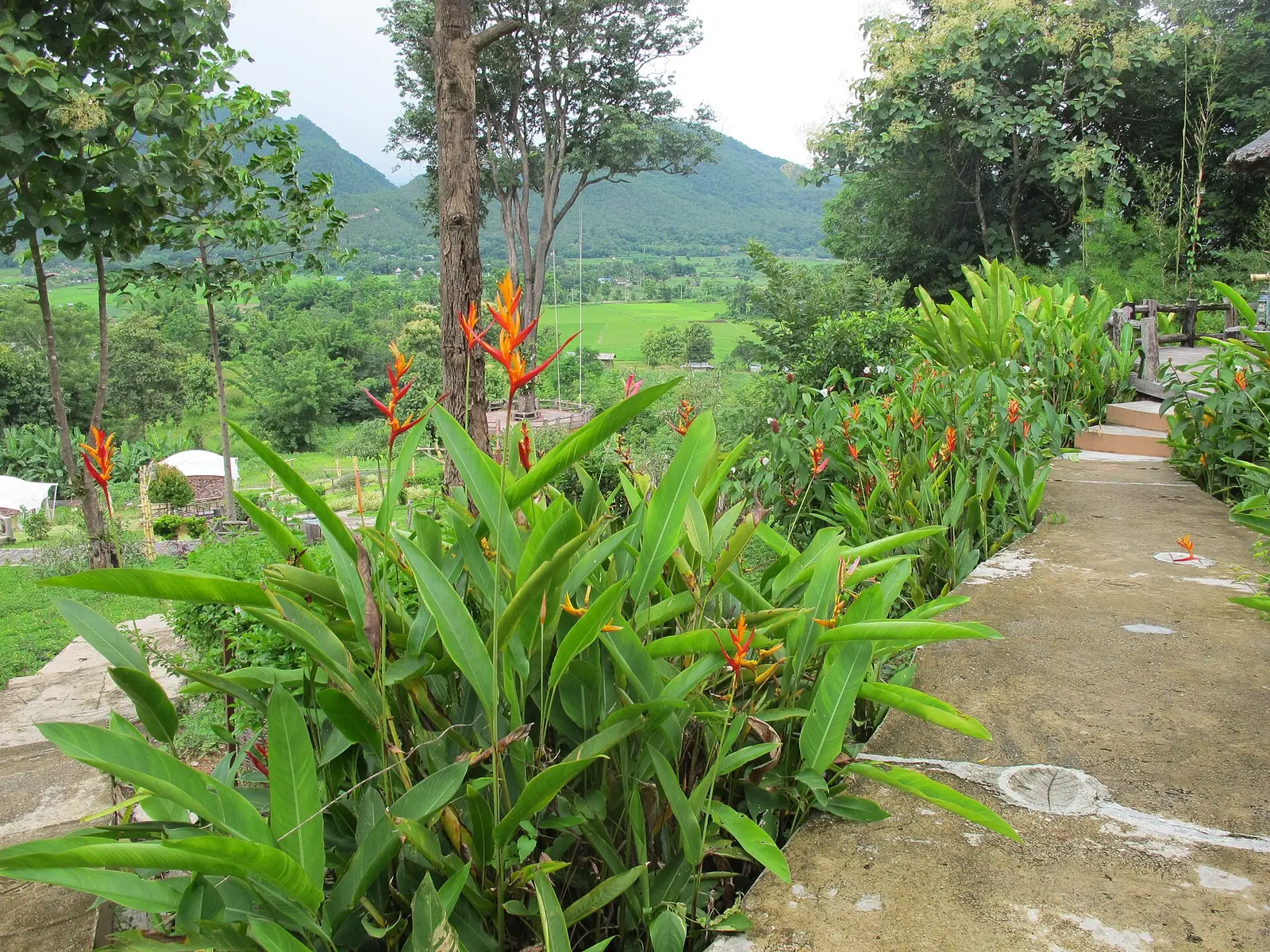 Chabad Pai