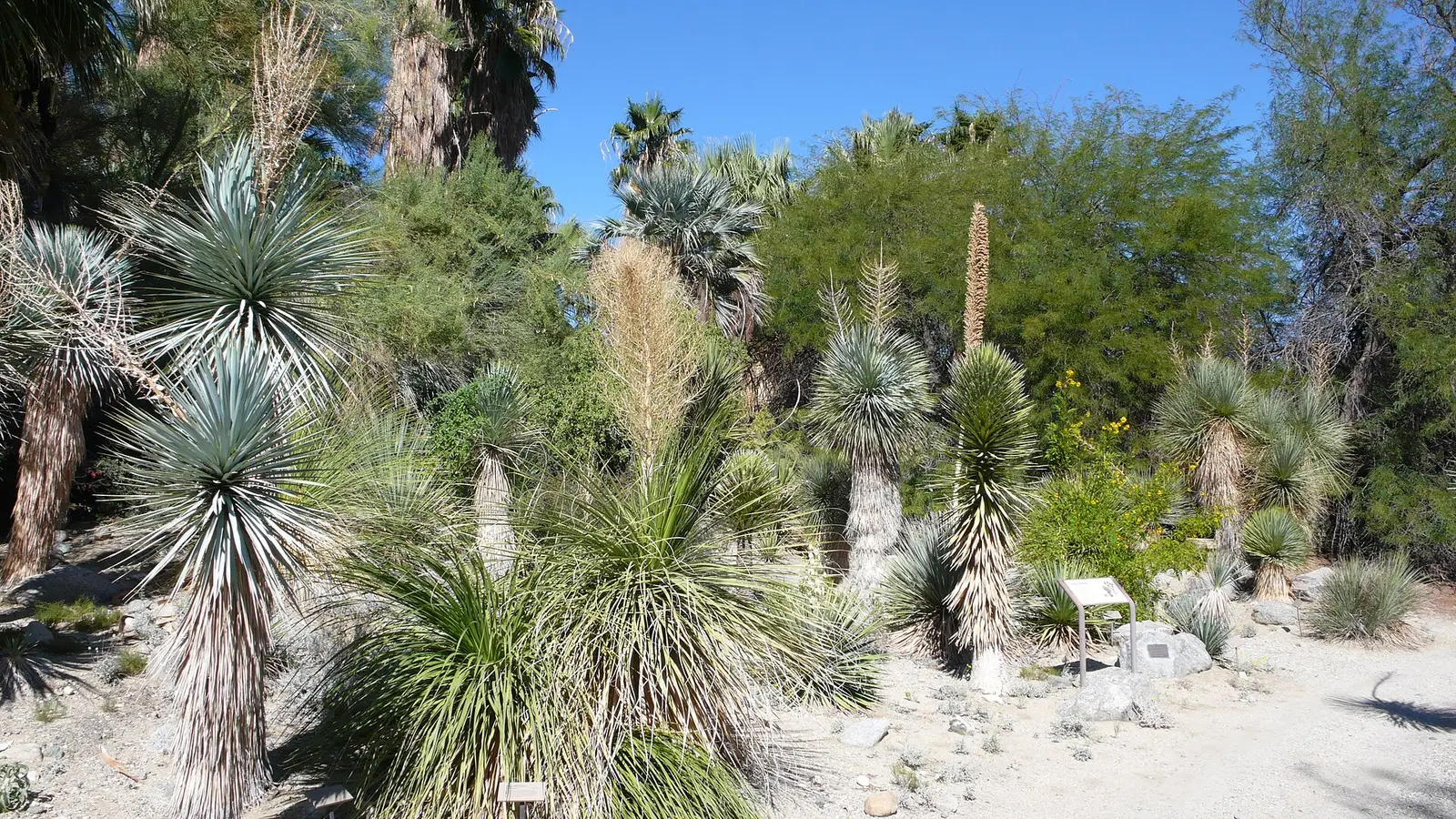 Chabad-Lubavitch of Palm Desert